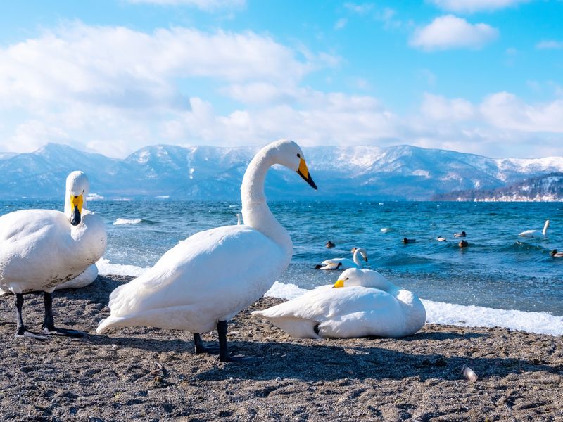 屈斜路湖の白鳥pixta_74441364_M