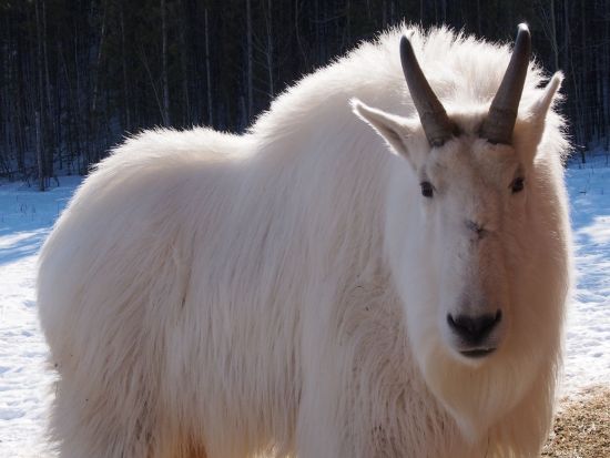ホワイトホース オーロラ観賞3泊4日パッケージ　市内観光＆ユーコン野生動物保護区＆温泉＆宿泊＆空港送迎付き ＜8～4月／日本語ガイド選択可＞