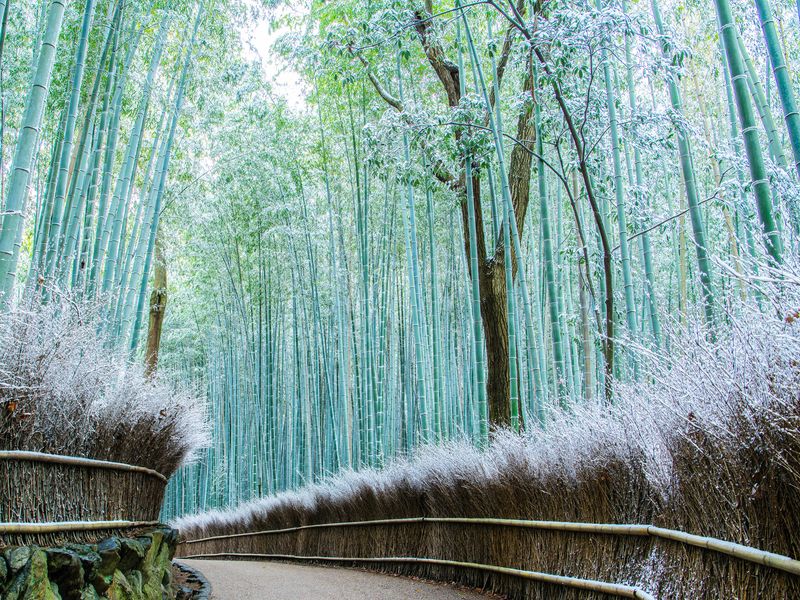Kyoto_Arashiyama_Bamboo Forest_pixta_62597689