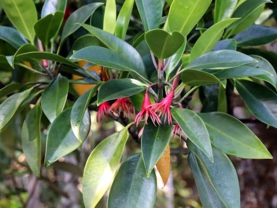 マングローブカヌーツアー ジャックと豆の木のモデル「モダマ」と大迫力の「フナンギョの滝」にもご案内　＜3時間／住用町発＞byスローガイド奄美