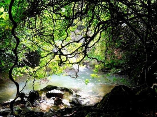 マングローブカヌーツアー ジャックと豆の木のモデル「モダマ」と大迫力の「フナンギョの滝」にもご案内　＜3時間／住用町発＞byスローガイド奄美