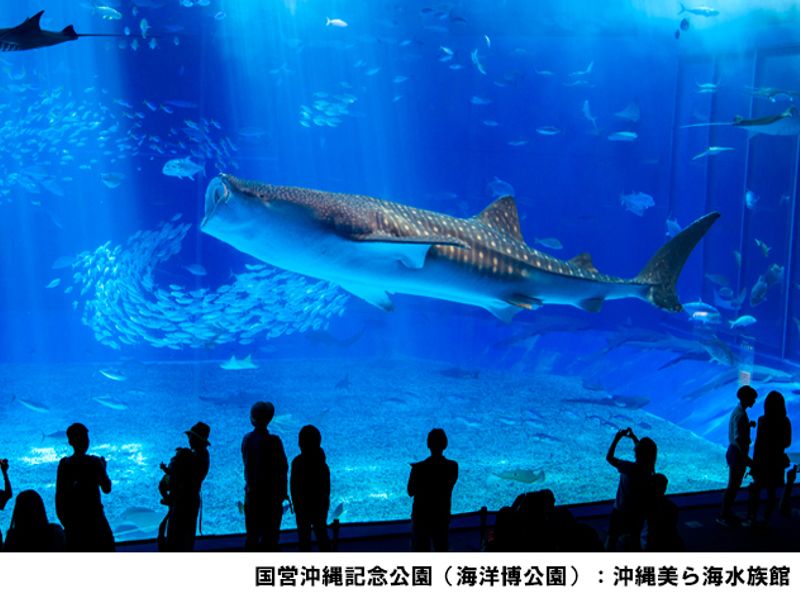 美ら海とくとく5パス 沖縄美ら海水族館 4施設割引チケット 水族館 おきなわワールドなど人気14施設から選ぶ入場券セット 5日間有効 By Jtb沖縄 沖縄本島の観光 オプショナルツアー専門 Veltra ベルトラ