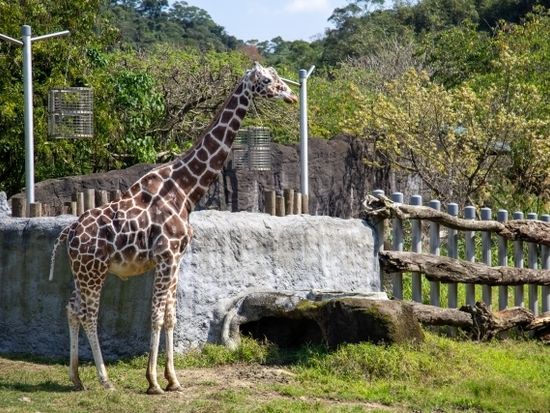台北動物園 (1)