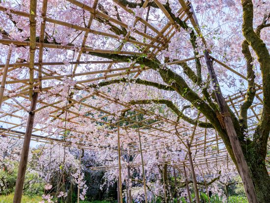 Japan_Kyoto_Heian_jingu_pixta_64421143
