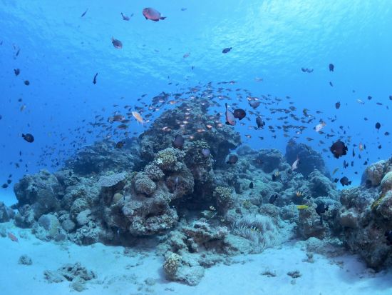 船釣り体験 手ぶらで参加OK！奄美の景色を楽しみながら釣りをしよう ＜半日コース・1日コース／瀬戸内町＞ by アマニコガイドサービス