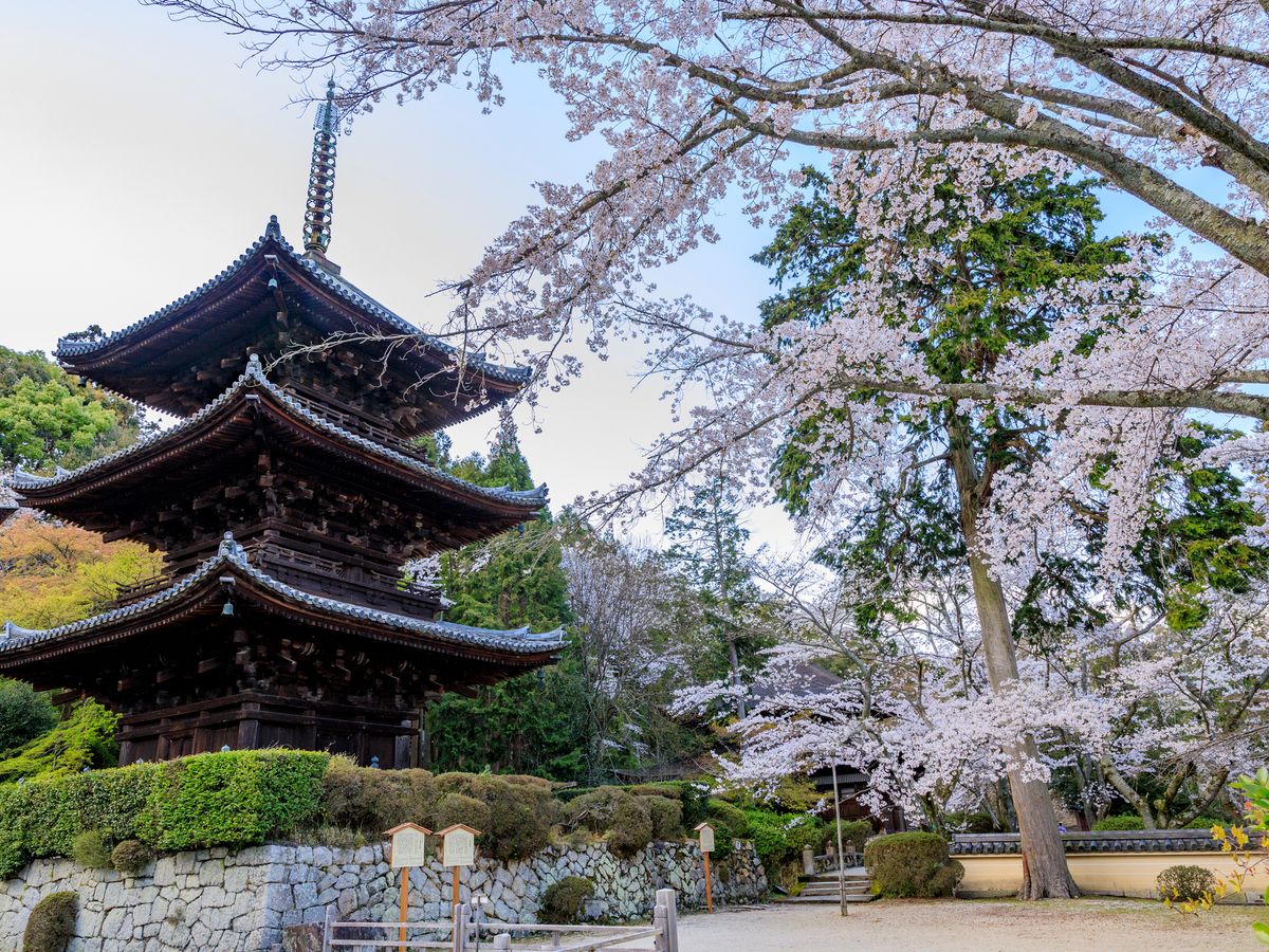 pixta_64244438_三井寺桜