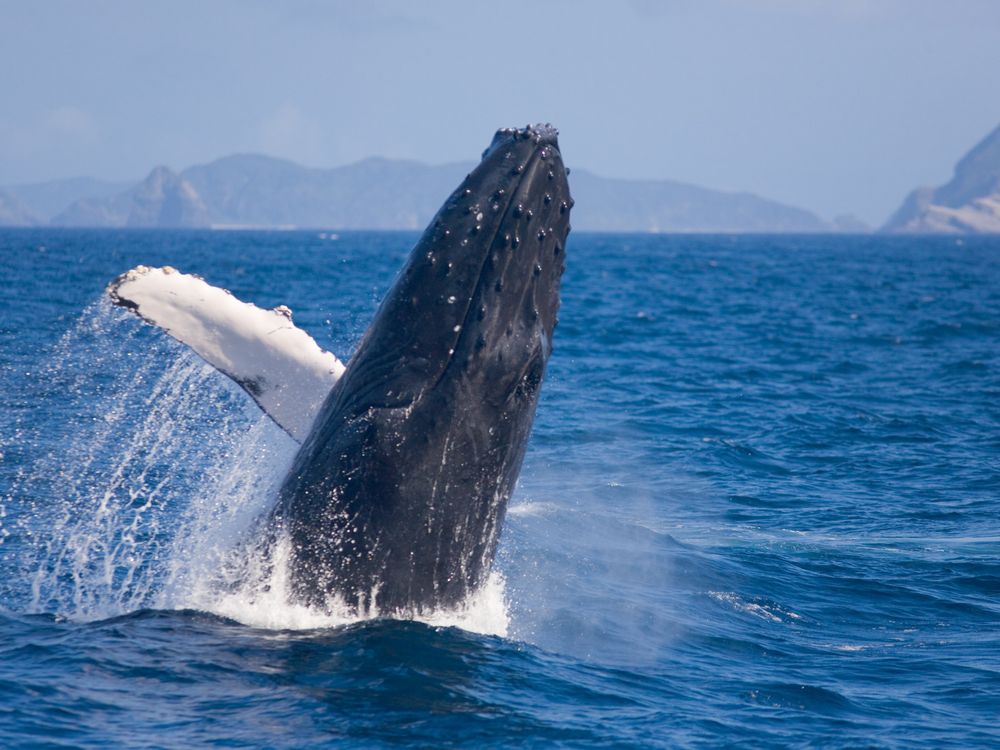 那覇発ホエールウォッチング 10mを超える野生クジラを見に行こう！渡嘉敷島上陸付き 渡嘉敷島では4つの過ごし方から選択OK！＜5時間／ランチ付／2月〜3月＞