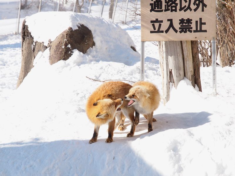 北きつね牧場 (2)