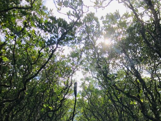 マングローブSUPツアー 雄大な奄美大島のマングローブをゆったり水上散歩＜午前・午後／2.5時間／住用町＞ byアマニコガイドサービス