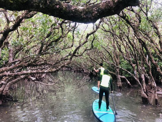 マングローブSUPツアー 雄大な奄美大島のマングローブをゆったり水上散歩＜午前・午後／2.5時間／住用町＞ byアマニコガイドサービス