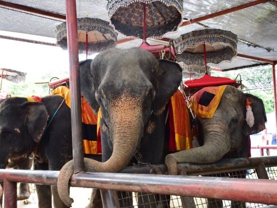 アユタヤ遺跡＋象乗り＋チャオプラヤ川ランチクルーズツアー ＊タラートノイ地区散策付きプランあり＜1日／日本語／ビュッフェ昼食／復路クルーズ＞