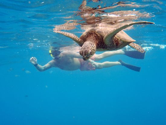 貸切シュノーケリングクルーズ　地球環境レクチャー＋イルカ大学（イルカウォッチング）またはカメ大学（ウミガメシュノーケリング）＜ワイキキ＆コオリナ送迎／日本語＞