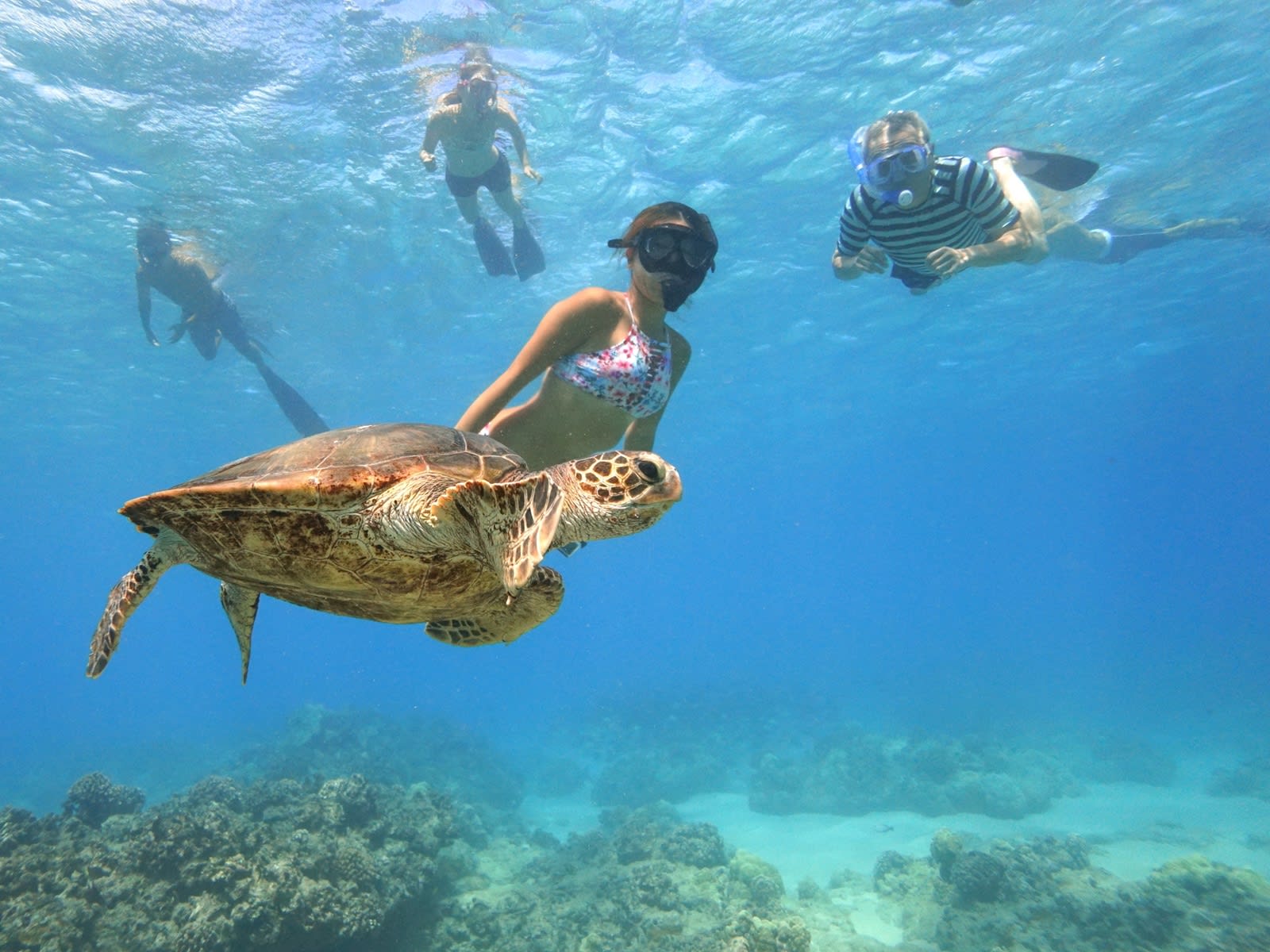 熱帯魚 魅力 | ハワイ（オアフ島(ホノルル)）観光・オプショナルツアー