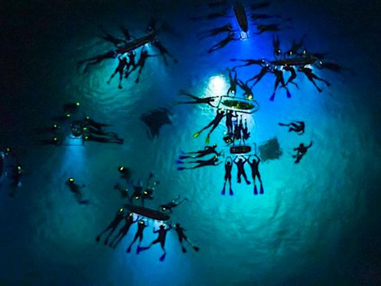 マンタ大学夜学部　野生のマンタ＆ナイトシュノーケリングツアー ＜送迎可／日本語スタッフ乗船日あり＞