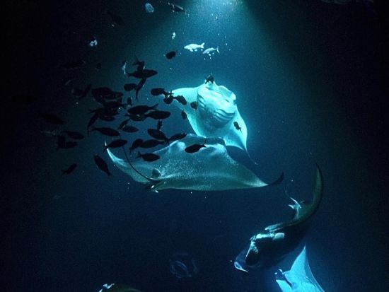 マンタ大学夜学部　野生のマンタ＆ナイトシュノーケリングツアー ＜送迎可／日本語スタッフ乗船日あり＞
