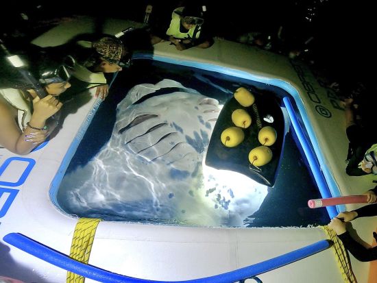 マンタ大学夜学部　野生のマンタ＆ナイトシュノーケリングツアー ＜送迎可／日本語スタッフ乗船日あり＞