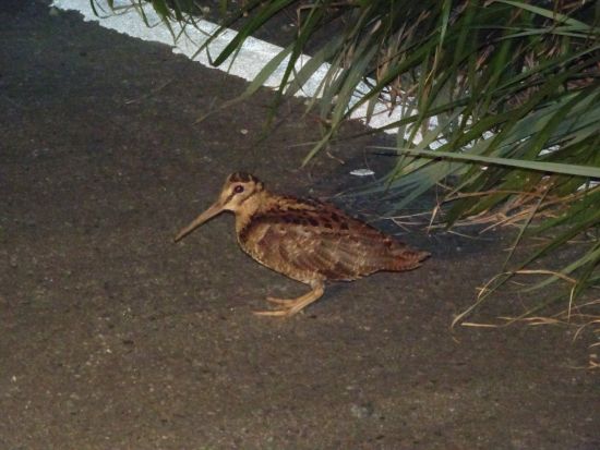ナイトツアー 世界自然遺産 奄美大島の夜の森を探検！天然記念物や絶滅危惧種に出会えるチャンス 貸切可能 ＜2.5時間／名瀬集合＞ byアマニコガイドサービス