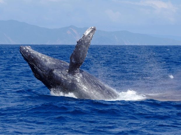 ホエールウォッチング】冬の奄美大島でクジラに会いにでかけよう