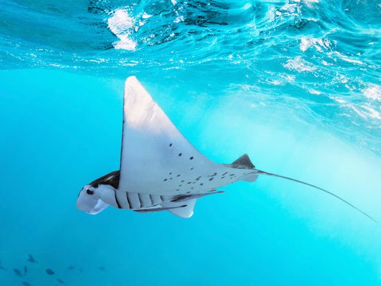 shutterstock_1946246239