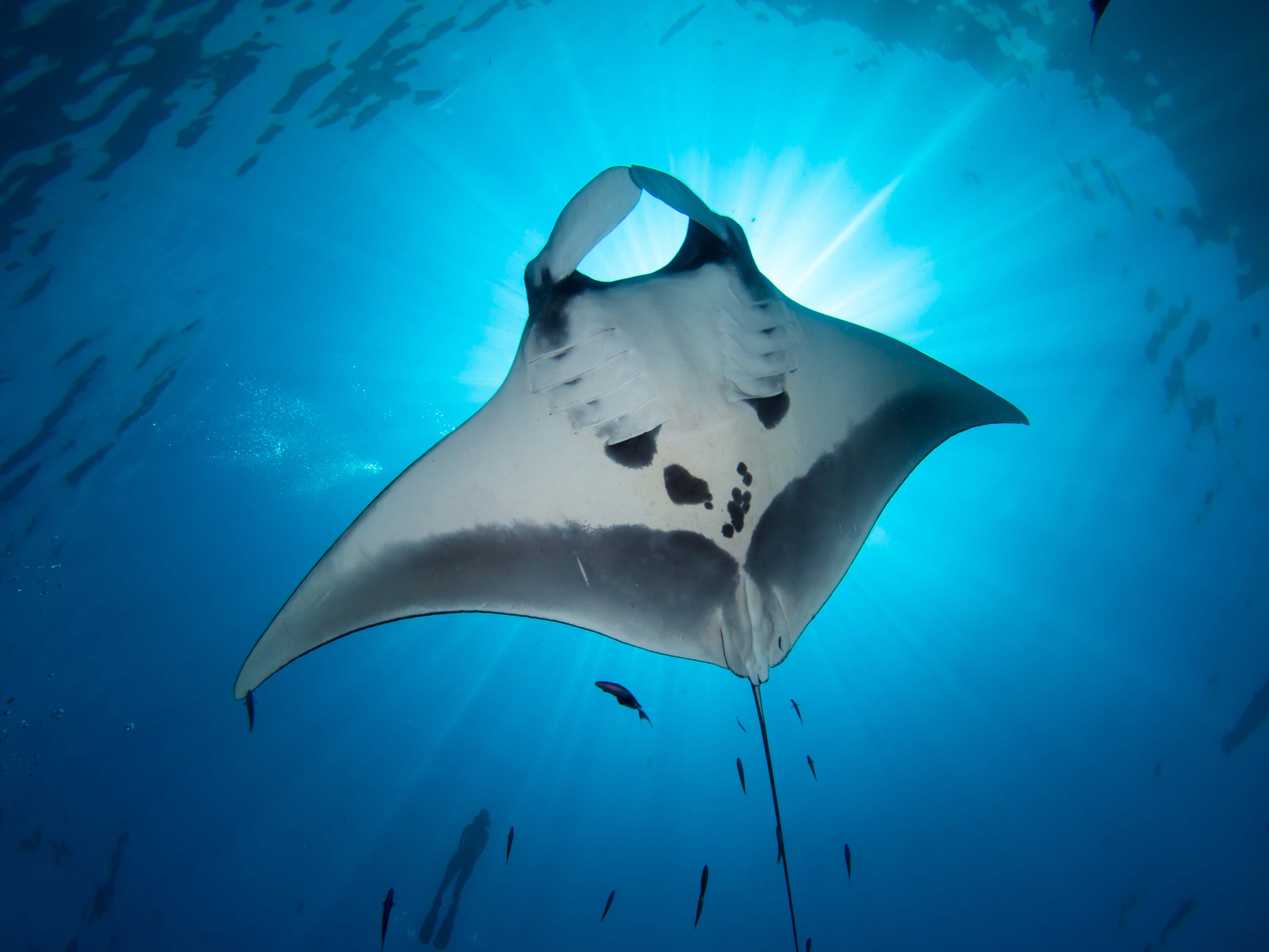 keauhou manta ray night snorkel