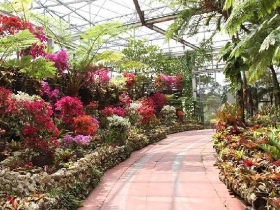 ナゴパイナップルパーク  大人から子供までパイナップルを遊び尽くせる観光スポット！ ＜購入後90日間引換OK／名護市＞