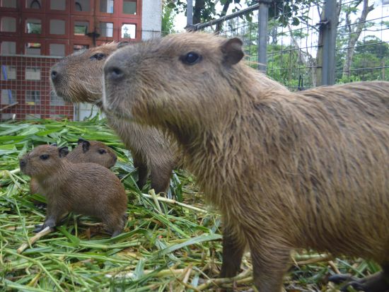 ネオパークオキナワ 珍しい動植物たちがいっぱい 誰でも楽しめる沖縄の観光スポット！＜購入後90日間引換OK／名護市＞