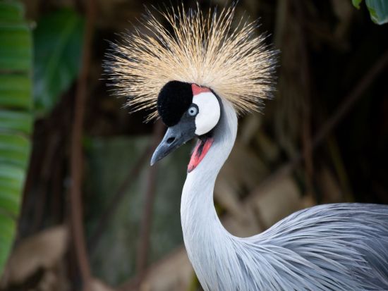 ネオパークオキナワ 珍しい動植物たちがいっぱい 誰でも楽しめる沖縄の観光スポット！＜購入後90日間引換OK／名護市＞