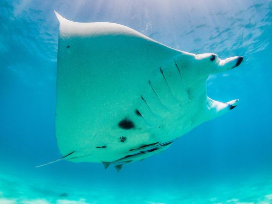ハワイ島　野生のマンタ×ナイトシュノーケリング☆伝統的なカヌーに乗って夜の海へ出発！＜夕方または夜／約1時間30分／英語ガイド／ハワイ島発＞