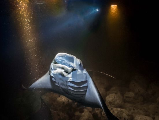 ハワイ島　野生のマンタ×ナイトシュノーケリング☆伝統的なカヌーに乗って夜の海へ出発！＜夕方または夜／約1時間30分／英語ガイド／ハワイ島発＞