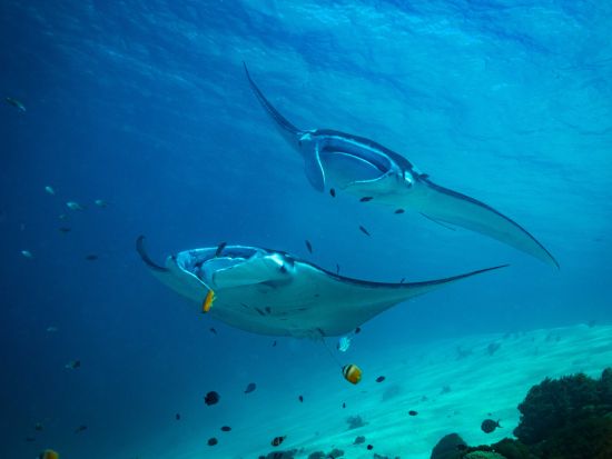 ハワイ島　野生のマンタ×ナイトシュノーケリング☆伝統的なカヌーに乗って夜の海へ出発！＜夕方または夜／約1時間30分／英語ガイド／ハワイ島発＞