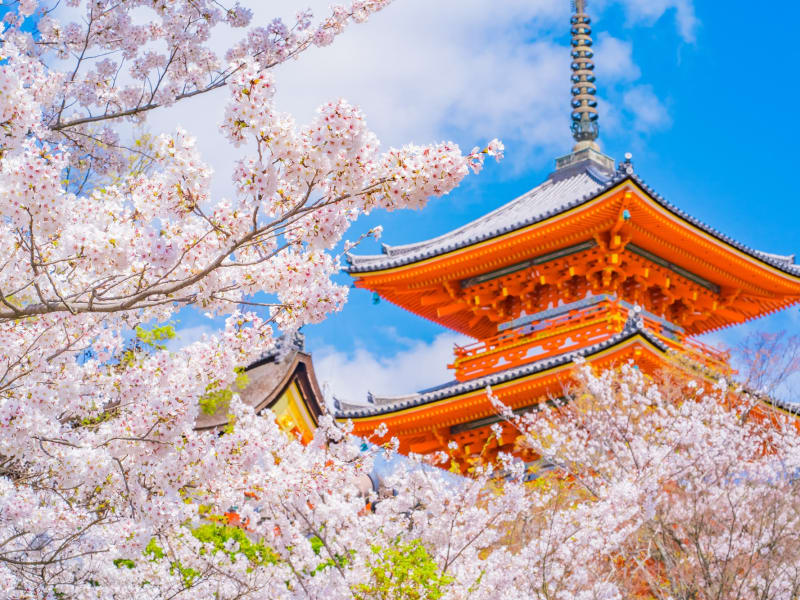 お花見・桜ツアー2023 | 京都の観光&遊び・体験・レジャー専門予約サイト VELTRA(ベルトラ)