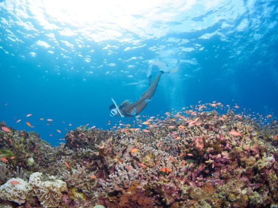 サンゴ礁を学ぼう！海を守る月桃と石垣の塩を学んだあとにシュノーケリングを楽しむサスティナブルツアー＜市街地送迎／石垣島発＞