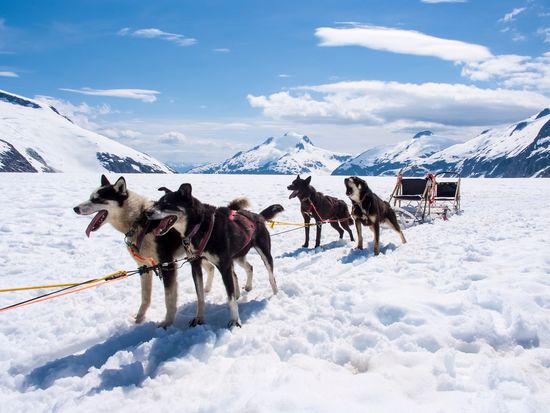 Dog Sledding_pixta_7790810_M