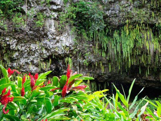 カウアイ島日帰りツアー　ワイメア渓谷＆シダ洞窟へ行くワイルア川クルーズ ＜英語ガイド＞ 