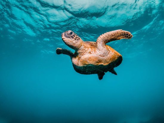 モロキニ島 シュノーケリングクルーズ ＜英語ガイド／食事・アルコール2杯付き＞