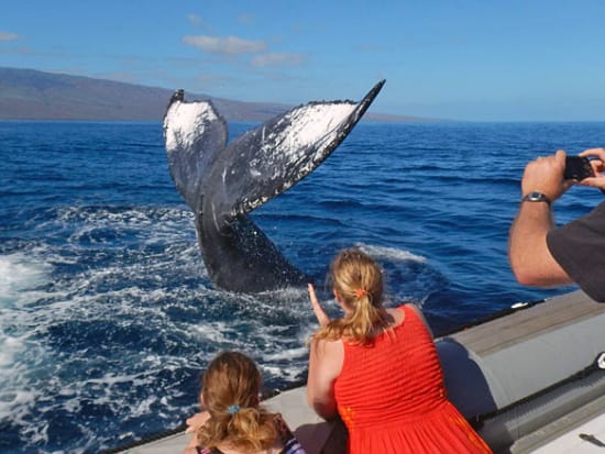 maui-whale-fluke