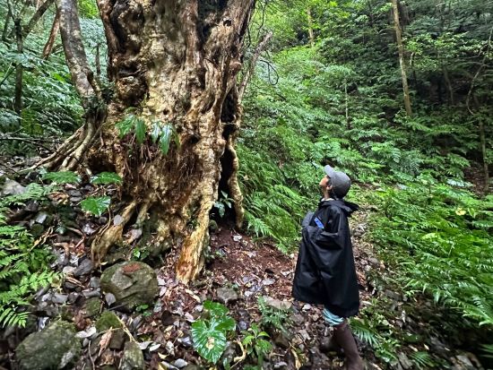 奄美南部発トレッキングツアー　認定ガイドと行く！奄美の固有種や絶滅危惧種の観察トレッキング　＜半日／瀬戸内町発＞by Cross Island