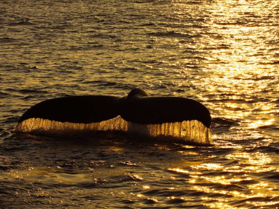 サンセットクルーズ　ワイキキの海岸線で美しい夕日を鑑賞！冬季（12/15~3/31）はクジラを探すホエールウォッチングも実施＜ケワロ湾発＞