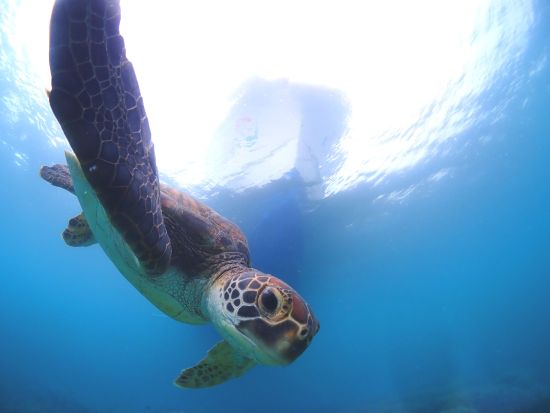シュノーケリングツアー　ウミガメ探検も白砂の浜も楽しめる！1日で2回のシュノーケルで奄美の海を満喫 ＜笠利町・龍郷町内送迎可＞byダイビングショップネバーランド