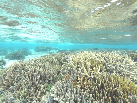 ホワイトビーチシュノーケリング　4歳から体験可能 白い砂の広がる美しい海で魚たちと出会う＜笠利町・龍郷町内送迎可＞byダイビングショップネバーランド