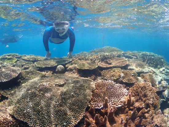 ホワイトビーチシュノーケリング　4歳から体験可能 白い砂の広がる美しい海で魚たちと出会う＜笠利町・龍郷町内送迎可＞byダイビングショップネバーランド