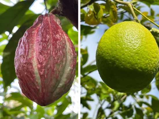 母島満喫3日間パックプラン！島内観光・トレッキング・ガイドおまかせ体験を贅沢に全て堪能しよう＜小笠原諸島・母島発＞