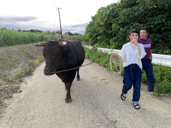 闘牛お散歩体験　ブラッシングや餌やりとお散歩！徳之島の日常的な風景を実際に体験　闘牛との写真撮影も可能！＜午前・午後／徳之島＞ by 結や​-MUSUBIYA-