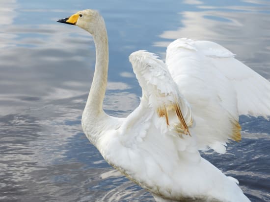 冬の美々川カヌー 水鳥の楽園ウトナイ湖上流でのカヌー体験♪ 写真サービス付き！＜12～3月／新千歳空港送迎あり／苫小牧市＞by Gateway Tours