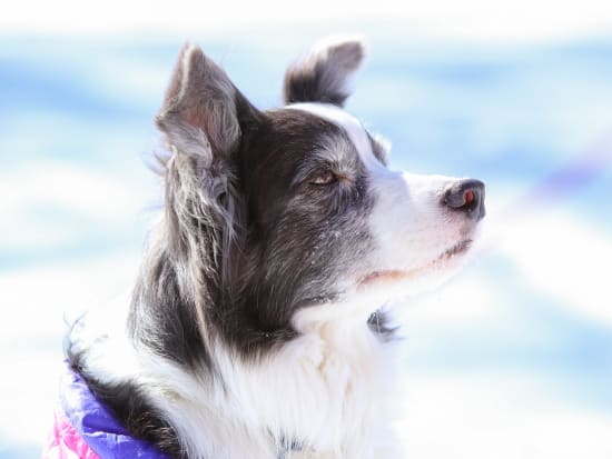 【愛犬連れOK】冬の美々川カヌー 水鳥の楽園ウトナイ湖上流でのカヌー体験＜12～3月／新千歳空港送迎可／苫小牧市＞by Gateway Tours