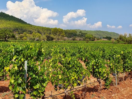 おすすめガイドがご案内！コート・ド・プロヴァンス　プライベートツアー＜ワイン試飲付／日本語／ニース発着＞