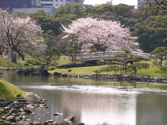 4月浜離宮ソメイヨシノ3