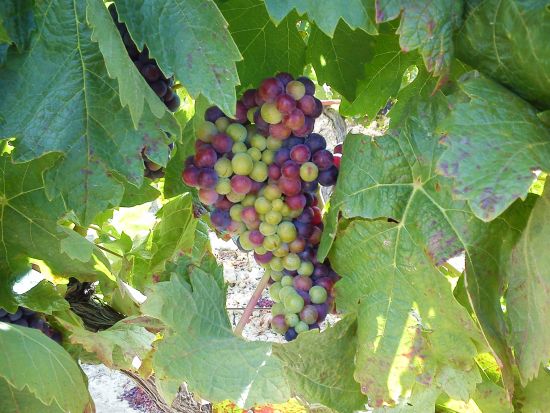 リオハ地方 ワイナリー2軒訪問（試飲付き）＋ワインの町アロ自由散策＜貸切／日本語ガイド選択可／ビルバオ発＞