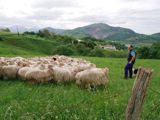 チーズ好き必見！イディアサバルチーズ 農家見学 半日ツアー＜日本語ガイド／試食付／午後／サン・セバスティアン発＞