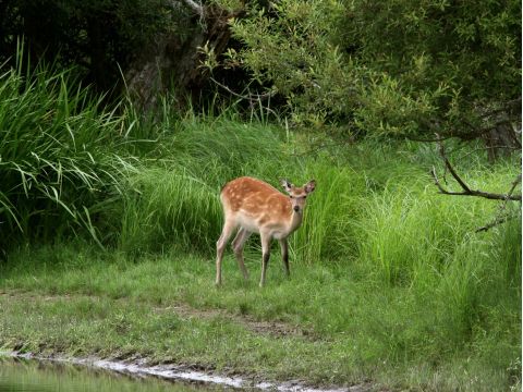 貸切観光タクシー 釧路湿原細岡展望台コース　人気の展望台から大観望を満喫＜2時間／1～9名／釧路市内ホテル・釧路駅・釧路空港送迎可＞ by 釧路日交タクシー